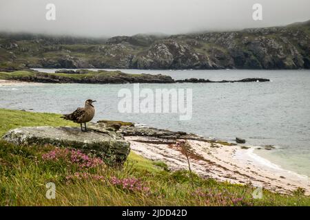 Un grande skua che si sbava su una roccia Foto Stock