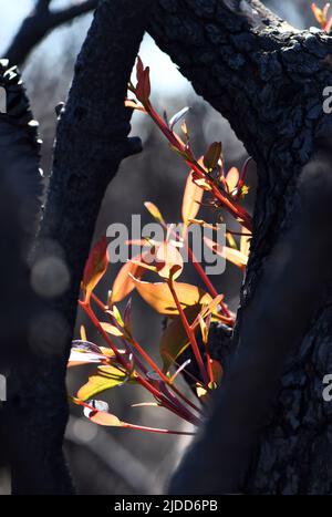 Corteccia bruciata annerita e nuova crescita da germogli epicormici su un albero di gomma di Eucalipto a seguito di un fuoco di cespugno nel NSW, Australia. Un tratto adattivo al fuoco Foto Stock