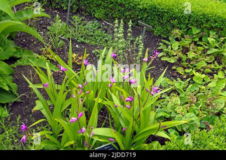 Urn Orchid - Blitilla striata - premiato Giardino fisico, Cowbridge vicino Cardiff Giugno 2022 Foto Stock