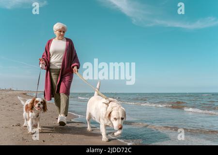 Lady a piedi i suoi cani sul guinzaglio Foto Stock