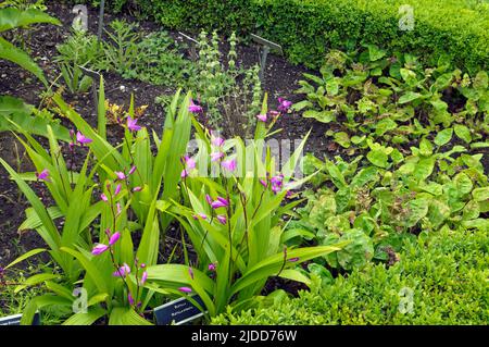 Urn Orchid - Blitilla striata - premiato Giardino fisico, Cowbridge vicino Cardiff Giugno 2022 Foto Stock