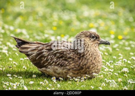 Un ottimo skua seduto su un prato coperto di margherite Foto Stock