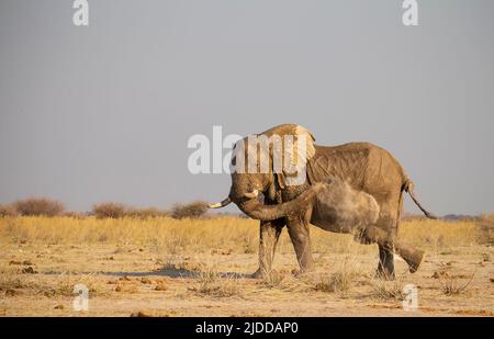 Elefante africano (Loxodonta africana) gettando polvere sul dorso Foto Stock