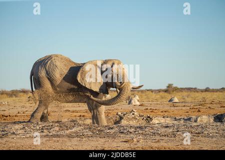 Elefante africano (Loxodonta africana) in un'idrovolante che lancia il fango sulla schiena Foto Stock