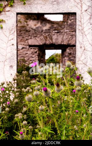 Cardo selvatico sull'isola di Inishmore, Irlanda. Foto Stock