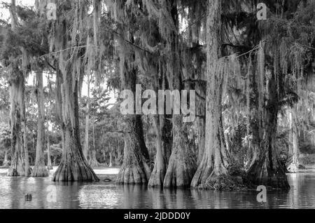 Un'artsy b&w foto di cipressi drappeggiato in muschio spagnolo a Merritt's Mill Pond, Marianna, Florida, USA Foto Stock