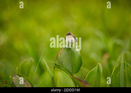Uccello maestoso e colorato nell'habitat naturale. Uccelli del Pantanal settentrionale, brasile selvaggio, fauna selvatica brasiliana ricca di giungla verde, sudamericana Foto Stock