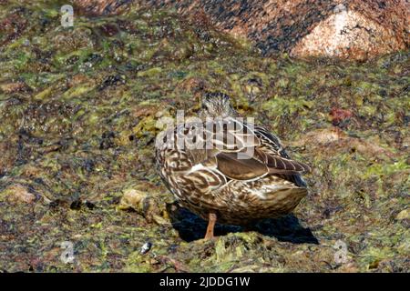 Mallard o anatra selvaggia (Anas platyrhynchos) è un'anatra dabbling, una specie di uccelli acquatici di medie dimensioni che è spesso leggermente più pesante della maggior parte degli altri dabbling Foto Stock