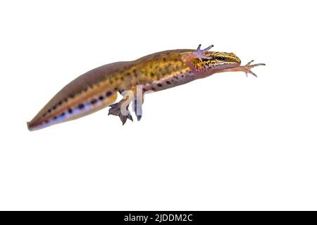 Palmate newt (Lissotriton helveticus) variopinto nuoto acquatico anfibio maschio su sfondo bianco. Fauna subacquea scena di animali in natura di E. Foto Stock