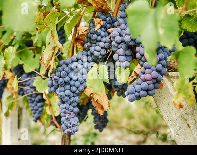 Le uve barbera scure, con la pelle blu, sono mature e pronte per essere raccolte in un vigneto vicino a Serralunga, in Piemonte d'Italia. Foto Stock