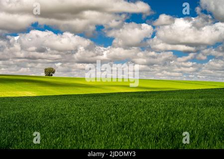 Paesaggio collinare in primavera, Castilla-la Mancha, Spagna Foto Stock