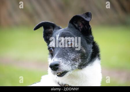Un ritratto di un vecchio Jack Russell bianco con una testa nera con il grigio che scorre attraverso la sua faccia che segna gli anni che passano fissando a lato Foto Stock