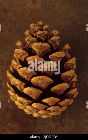 Primo piano dall'alto del cono del pino di pino di Scots o dell'albero del Pinus sylvestris che giace su foglio di metallo arrugginito Foto Stock