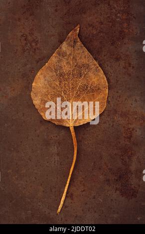 Primo piano della foglia autunnale marrone di Ivy o Hedera Helix pianta giacente su lamiera arrugginita Foto Stock