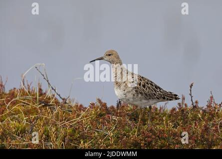 Ruff, Calidris pugnax, femmina in piumage di allevamento, in piedi sulla tundra Foto Stock