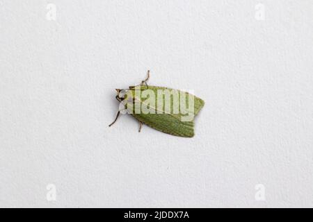 Quercia verde Tortrix Foto Stock