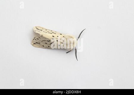 Ermellino bianco Moth Foto Stock