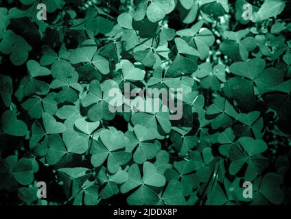 Sfondo cosmetico naturale. Shamrock Clover sfondo scuro naturale. Pianta e tessitura dell'erba. Fronzoli verde giovane fresco oxalis, shamrock, trifoglio. Grana Foto Stock