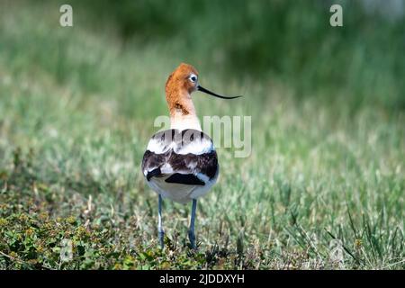 Vista posteriore di un Avocet americano, Recurvirostra americana americana, in piedi in erba verde Foto Stock