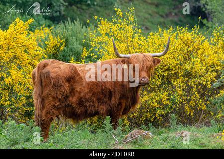 Mucche delle Highlands, Bunachton, Scozia, Regno Unito Foto Stock