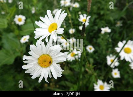 Un gruppo di margherite (nome latino: leucanthemum vulgare) che fioriscono è un prato. Su uno si siede una mosca Foto Stock