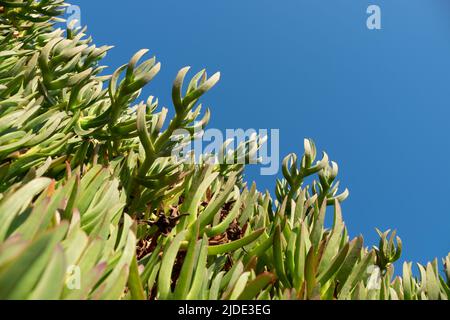 Piante di aloe molto verdi su un cielo blu senza nuvole Foto Stock