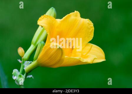 Fiore giallo Hemerocallis fiore con germogli, primo piano. Sfondo verde chiaro sfocato, spazio di copia. Slovacchia. Foto Stock