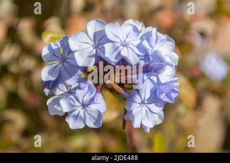 Flor de Jazmín del cielo en primer plano Foto Stock