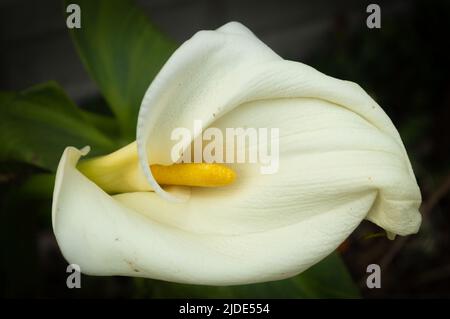 fiore calla in primo piano Foto Stock