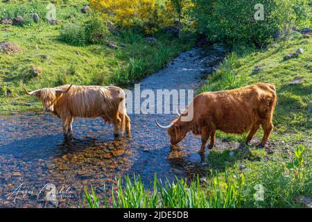 Mucche delle Highlands, Bunachton, Scozia, Regno Unito Foto Stock