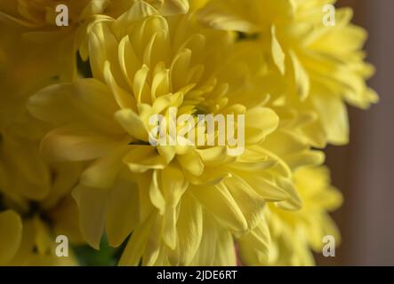 macrofotografia dei petali gialli di un fiore di crisantemo in un bouquet Foto Stock