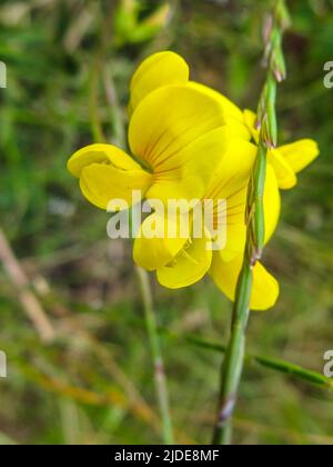 Primo piano dei delicati fiori gialli luminosi a forma di pisello di un prato che vetchling nella paludi che circonda l'estuario del Tamigi nel Kent settentrionale, Regno Unito Foto Stock