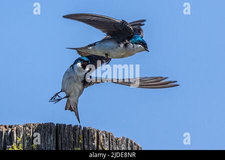 Arboreti (Tachicineta bicolore) in azione Foto Stock