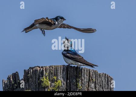 Arboreti (Tachicineta bicolore) in azione Foto Stock