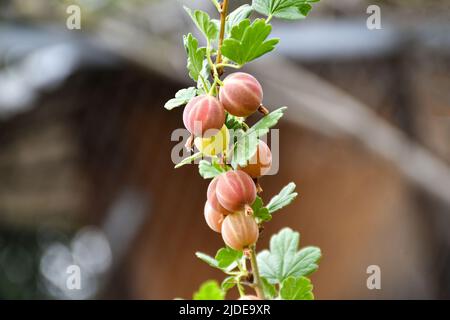 Primo piano di frutti di bosco maturi su un ramo in un giardino trama Foto Stock