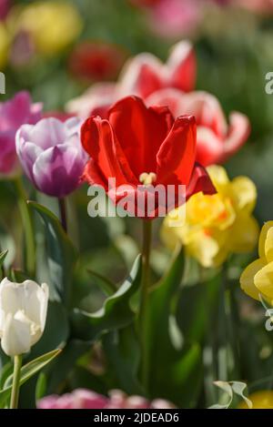 Nel campo di un fiore raccolto vista di un gruppo di tulipani di diverse varietà e colori. Foto Stock