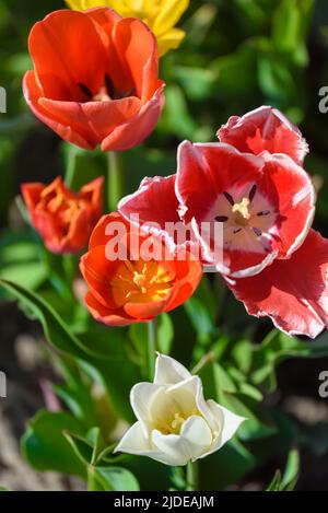 Nel campo di un fiore raccolto vista di un gruppo di tulipani di diverse varietà e colori. Foto Stock