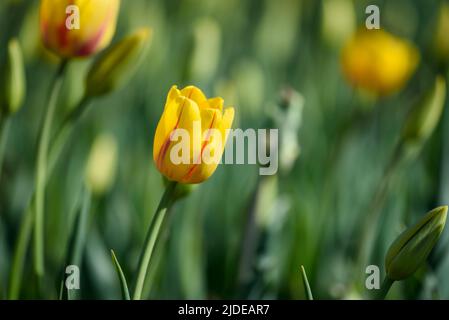 Vista del tulipano giallo su sfondo sfocato. Foto Stock