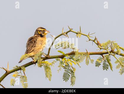 Uccello di Weaver su un albero di cespuglio contro il cielo blu Foto Stock