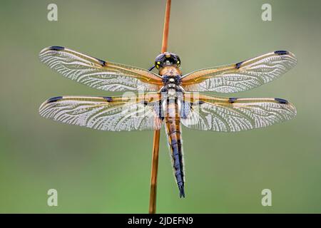 Quattro spotted Chaser Dragonfly (Libellula quadrimaculata) scintillante alla luce del mattino presto Foto Stock