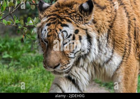 Tiger siberiana (Panthera tigris altaica) ritratto primo piano Foto Stock