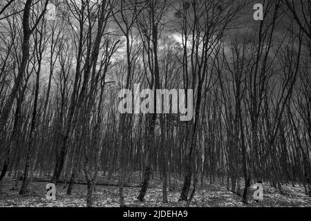 oscura foresta paesaggio invernale al crepuscolo. spaventando alberi e neve Foto Stock