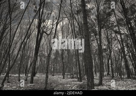 oscura foresta paesaggio invernale al crepuscolo. spaventando alberi e neve Foto Stock