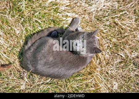 il gatto scozzese grigio si trova sul prato in primo piano di primavera Foto Stock