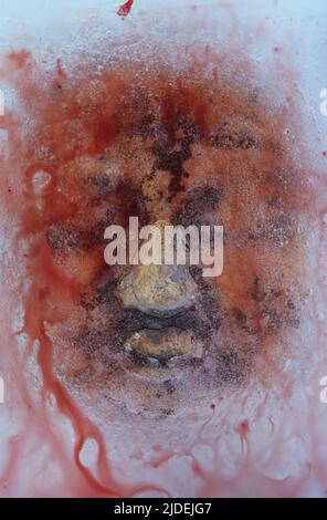 Primo piano di modello di argilla mans faccia coperta di fango e intrappolata in ghiaccio con rivuletti di sangue sulla superficie Foto Stock