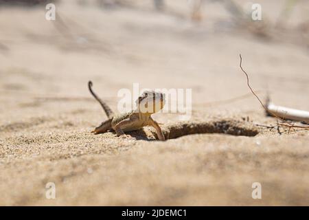 ritratto di deserto lucertola segreto testa agama vicino alla sua sepoltura Foto Stock