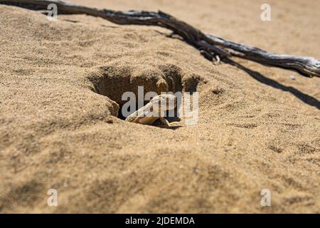 Ritratto di deserto lucertola testa di agama Phrynocephalus mystaceus nel suo burrow Foto Stock