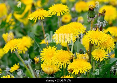 Dente di leone (taraxacum officinalis), primo piano di un gruppo del fiore selvatico giallo brillante comune che cresce in abbondanza su un verge stradale. Foto Stock