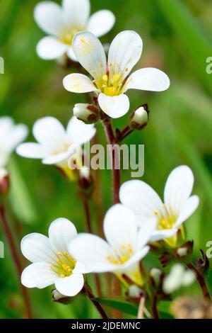 Prato Saxifrage (saxifraga granulata), primo piano di un gruppo di piccoli fiori bianchi che si trovano comunemente su prati ben stabiliti e indisturbati. Foto Stock