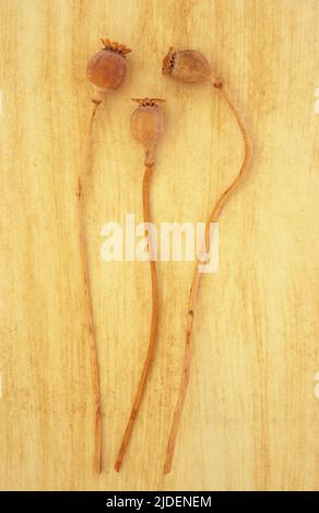 Tre teste di semi essiccate di papavero orientale o papaver orientale giacenti con i loro gambi di legno lattiginoso su una superficie ruvida beige Foto Stock